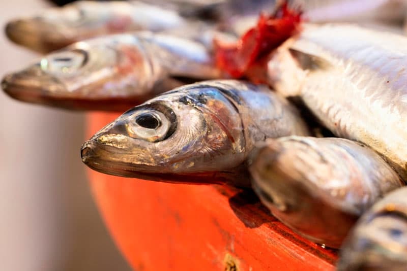 Свердловская область отправила в Арабские Эмираты 8 тонн рыбы