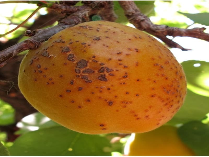 В Свердловскую область ввезли 21 тонну зараженной хурмы