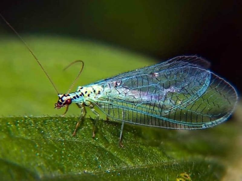 В Свердловскую область завезли почти 3 млн насекомых и клещей