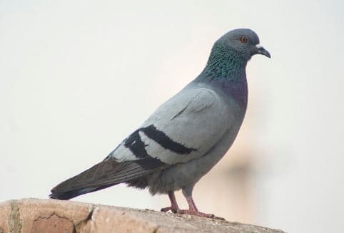 В Каменске-Уральском из вентиляционного канала жилого дома освободили птицу