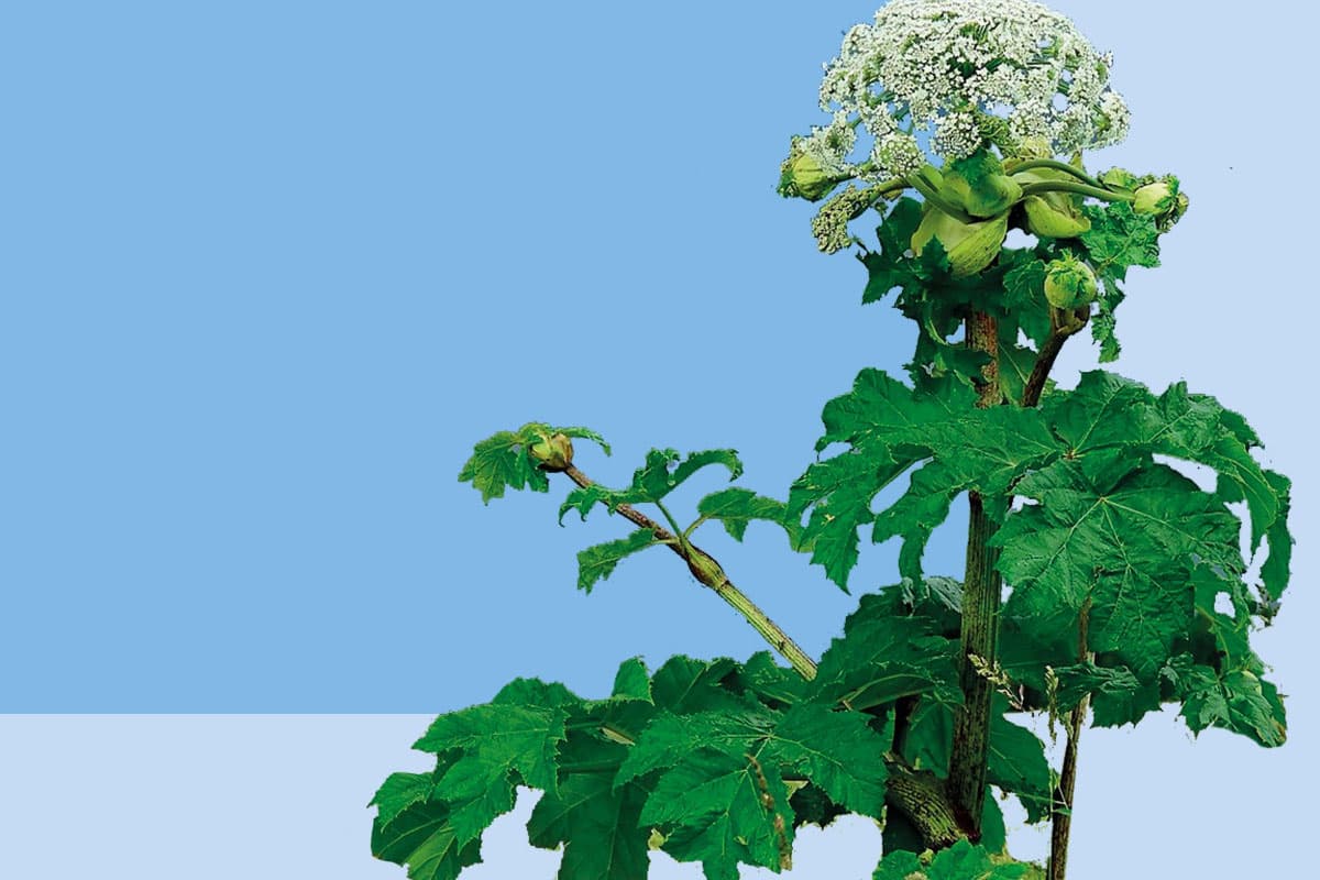 В Свердловской области введут штрафы за борщевик на участках