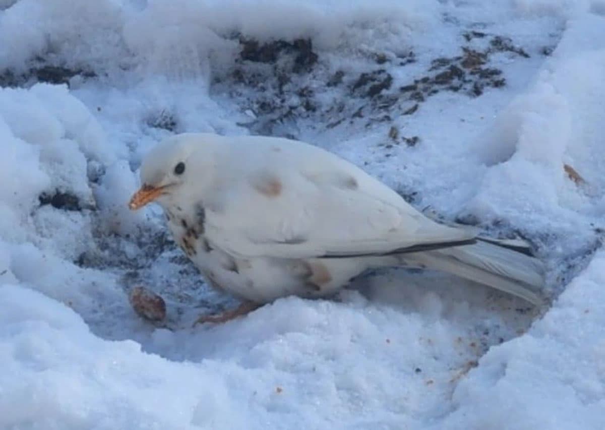 В Екатеринбурге сняли на видео редкого белого дрозда-рябинника