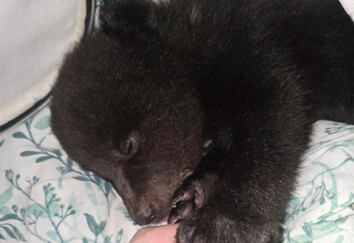 В Екатеринбурге оставили в коробке трёх медвежат, их забрал центр спасения животных