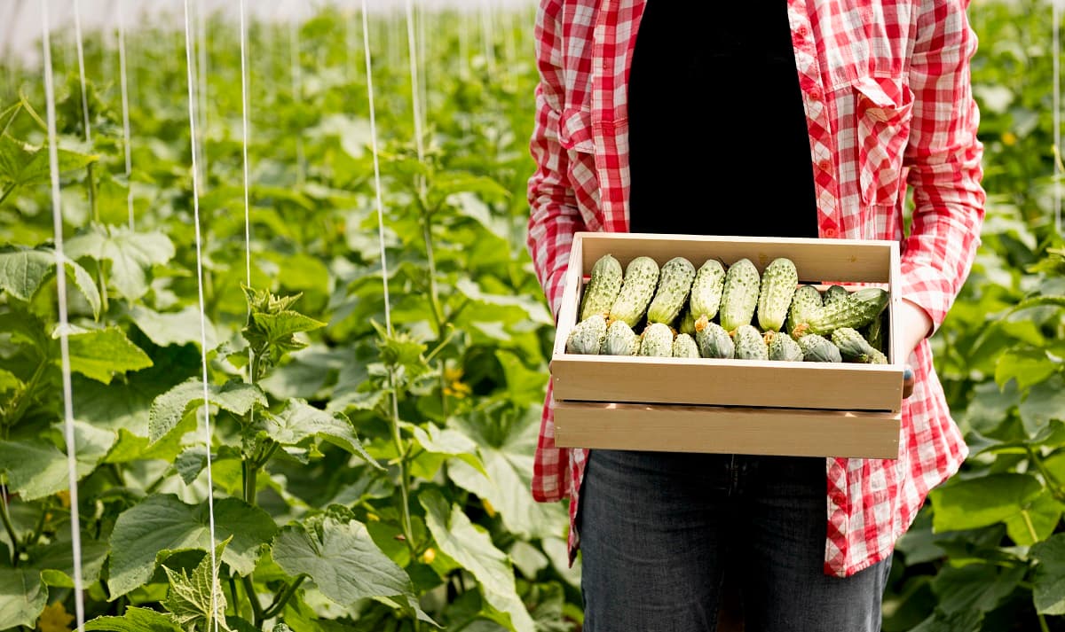 В Свердловской области резко подешевели огурцы и выросли цены на помидоры