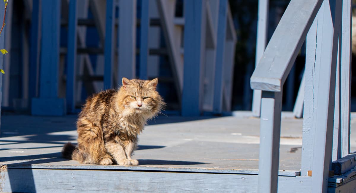Благодарны ли уличные коты за то, что их забрали домой. И помнят ли свое прошлое