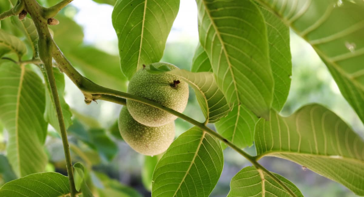 Дачники, запомните: 7 деревьев, которые категорически нельзя сажать на своем участке