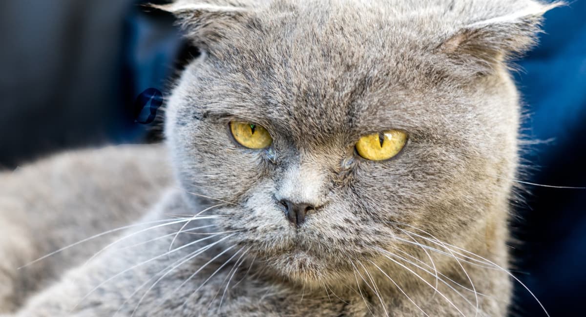 Когда начинается кошачья старость и как облегчить жизнь питомцу - 7 признаков