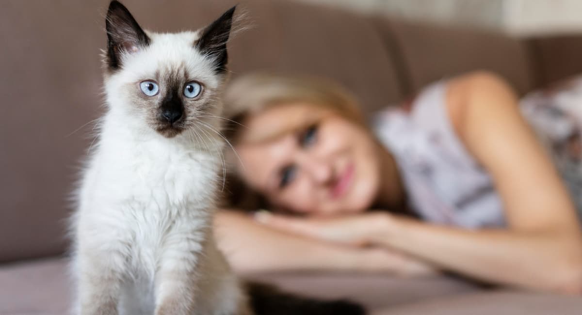 Зоологи объяснили, зачем коты трутся о ноги хозяев — это не просто ласка