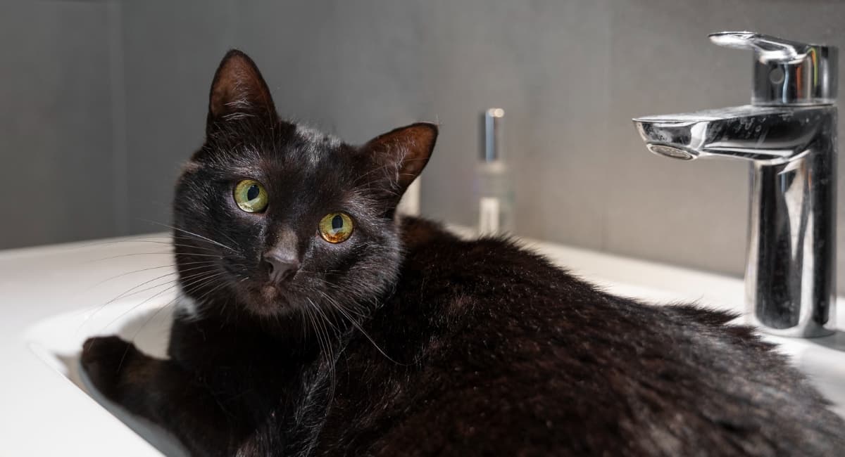 Биологи рассказали, почему кошки боятся воды, хотя их предки жили у рек