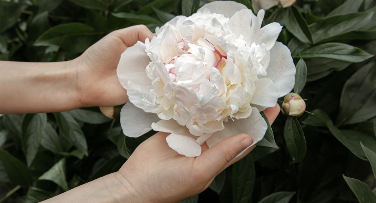 1 щепотка порошка в лунку — и пионы шапками цветут: соседи обзавидуются размеру бутонов