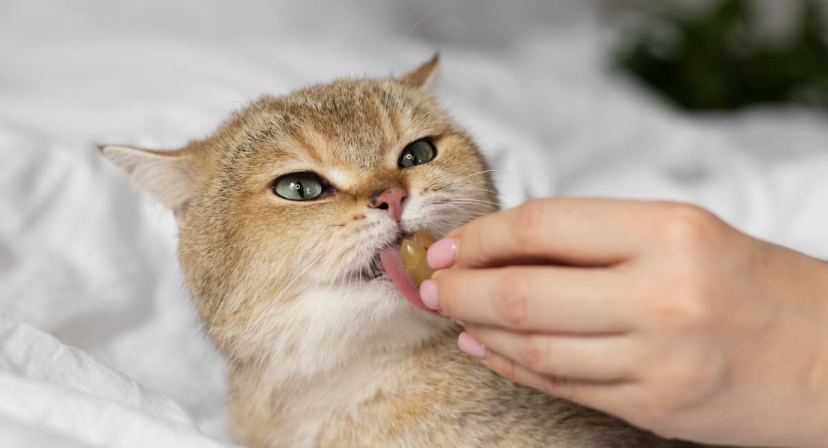 Почему кошка кусает руку, когда ее гладишь: что делать, если ваш кот – кусака