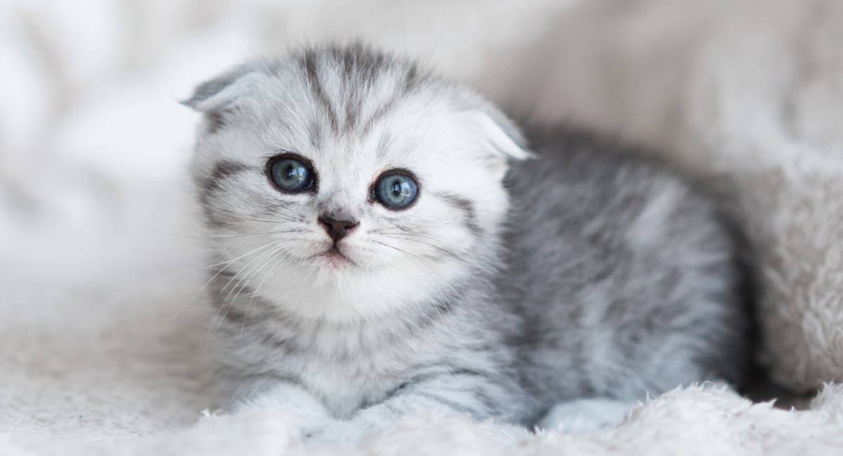 Не выпускают когти и не мстят: самые добрые породы кошек, которые обожают детей и сидеть на руках