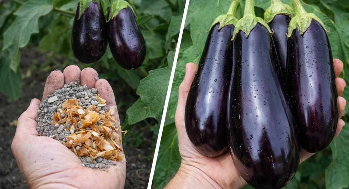 1 пригоршня под баклажан — и плоды вырастают фиолетовыми гигантами: глянцевые, без горечи, хранятся месяц в подвале