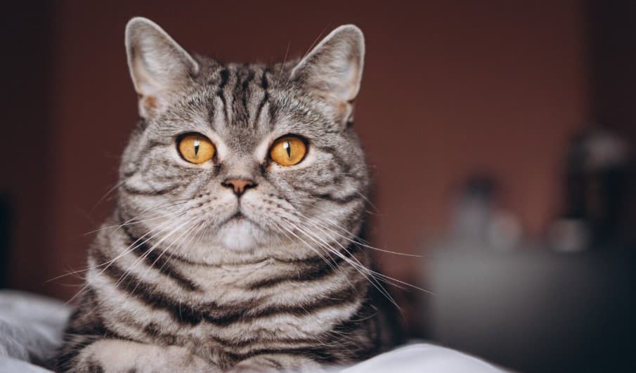 Как кошка выбирает, кого любить сильнее - секрет кошачьей любви от опытного зоопсихолога