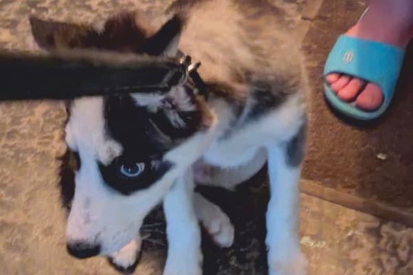 В Каменске-Уральском спасли щенка, в жару закрытого на балконе! Хозяин пса на СВО