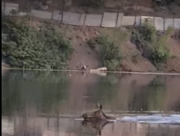 В Каменск-Уральский по реке Каменке приплыл лось