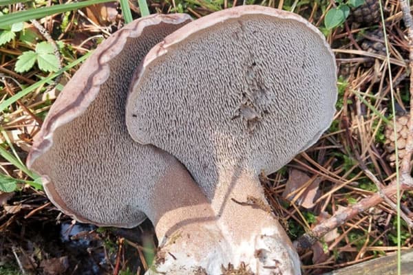 Под Каменском-Уральским грибники нашли в лесу гигантский гриб