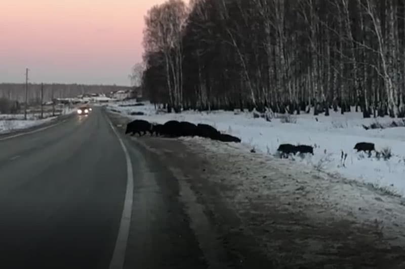 На дороге под Каменском-Уральским заметили стадо кабанов. Видео