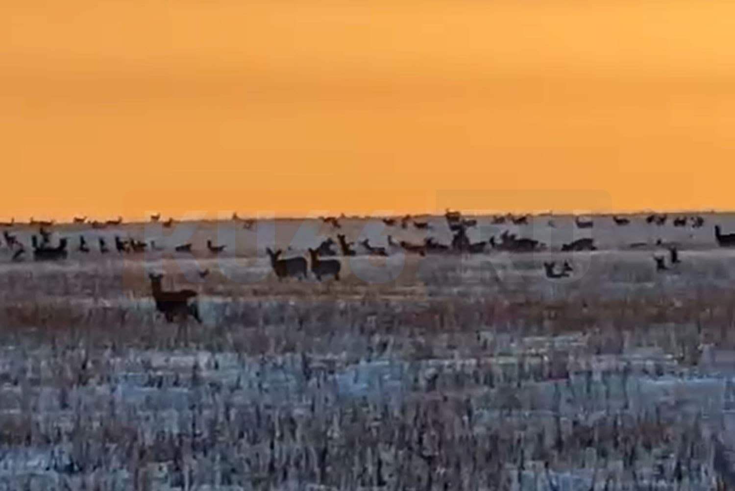 Под Каменском-Уральским жители заметили стадо диких животных. Видео