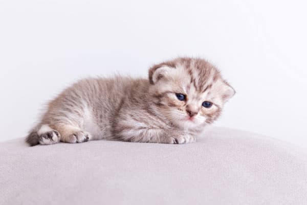 В Каменске-Уральском спасли двух котят, провалившихся в трубу