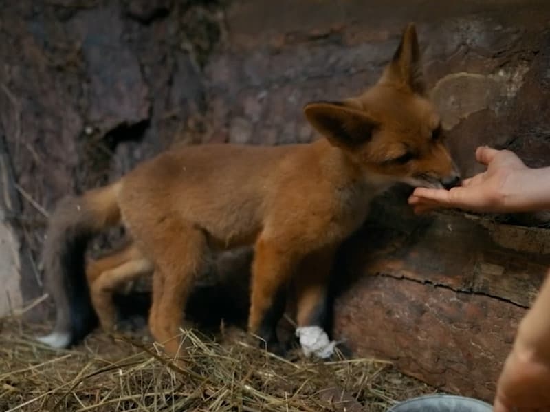 Снятый в Каменске-Уральском фильм «Мой дикий друг» продолжат — за него возьмется «Фонд кино»