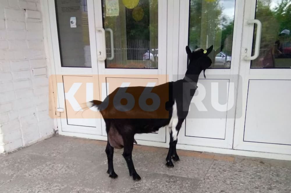 В Каменске-Уральском работники школы вынуждены доить козу из-за алкоголизма ее хозяев