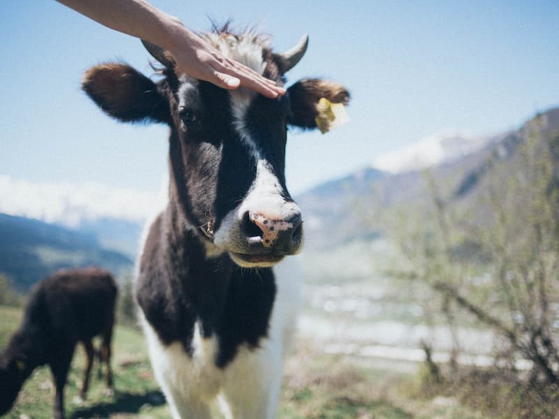 Лягнула корова: доярка фермы «Каменское» ослепла после несчастного случая на работе. Фото