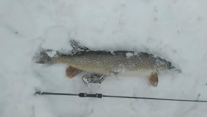 Екатеринбуржец поймал 4-килограммовую щуку в центре города. Видео