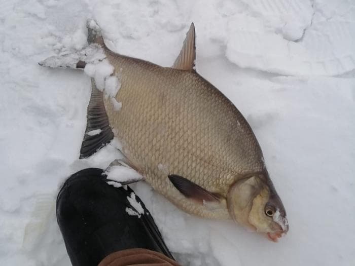 Уральские рыбаки начали год с крупного улова