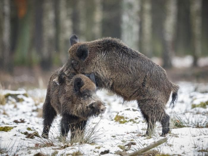 Дикие кабаны устроили пробку на уральской трассе