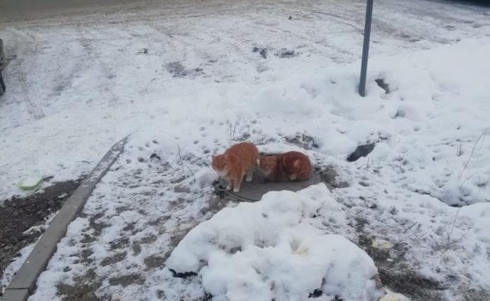 В Каменске-Уральском бездомные кошки стали причиной конфликта между предпринимателем и зоозащитниками
