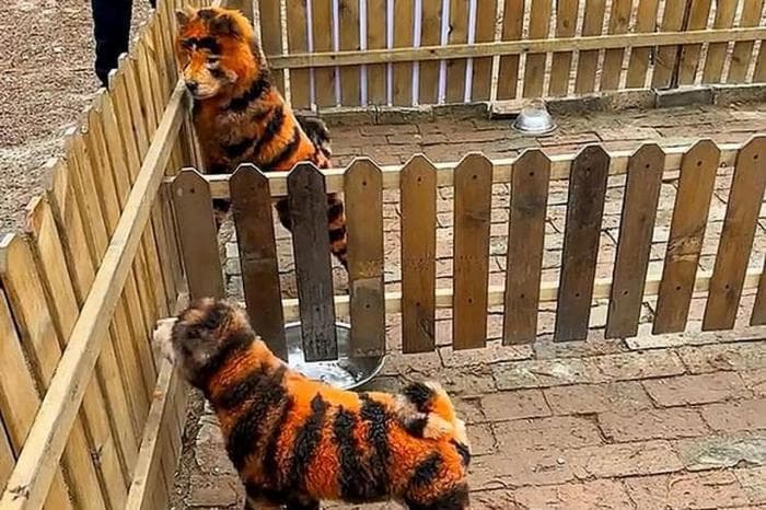 Китайский зоопарк попытался выдать перекрашенных собак за тигров. Это не первый подобный случай