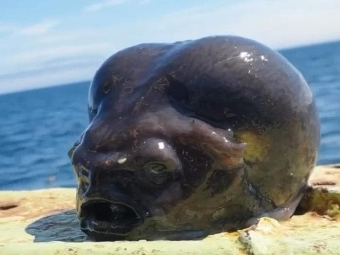 Что это?! Рыбак поймал монстра из глубин Тихого океана