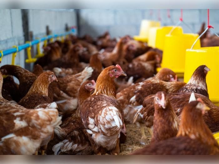 Сальмонелла в фарше и канализация в убойном цехе: на свердловской птицефабрике всплыли шокирующие нарушения