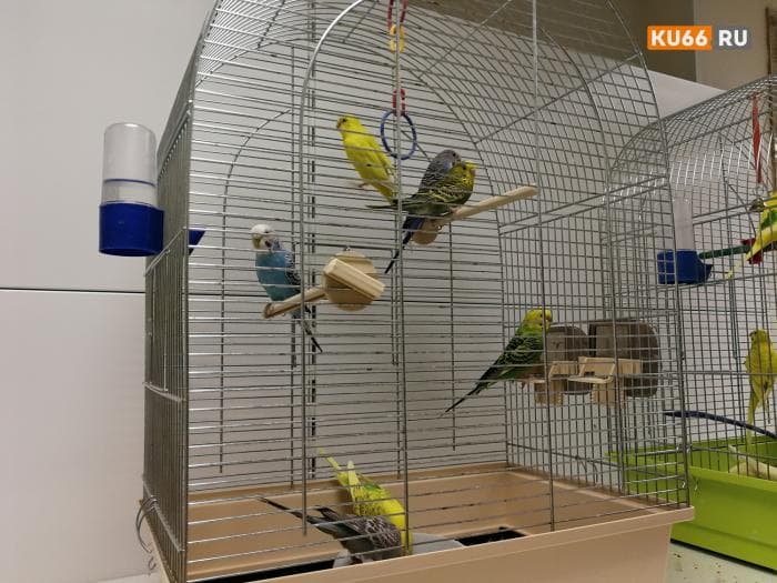 480 попугайчиков привезли в Свердловскую область из Краснодарского края