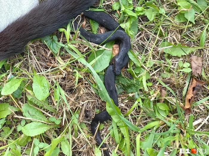 Ядовитая змея под видом ужа: кот на Урале спас хозяйку от опасного пресмыкающегося