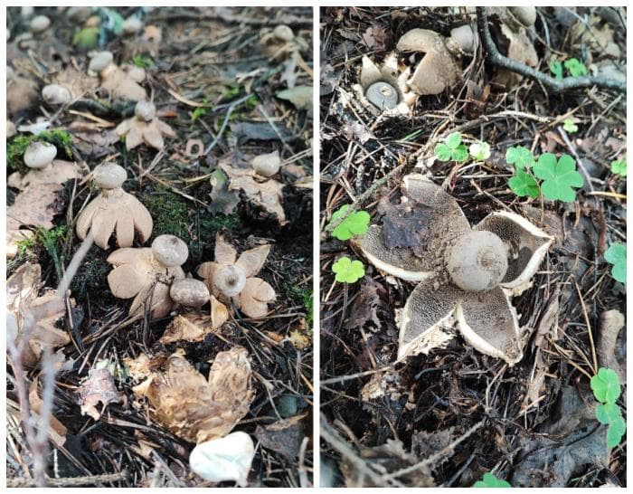 «Нашли сказочный гриб, но брать его нельзя»: в уральских лесах растет космическое чудо