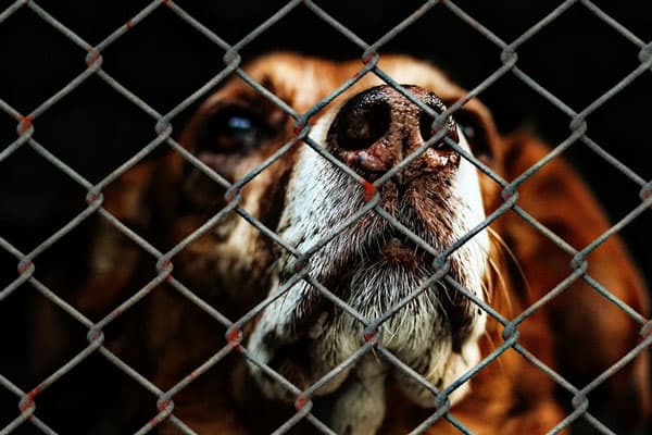 243 собаки в год: как Каменск-Уральский будет бороться с бездомными животными по новому плану