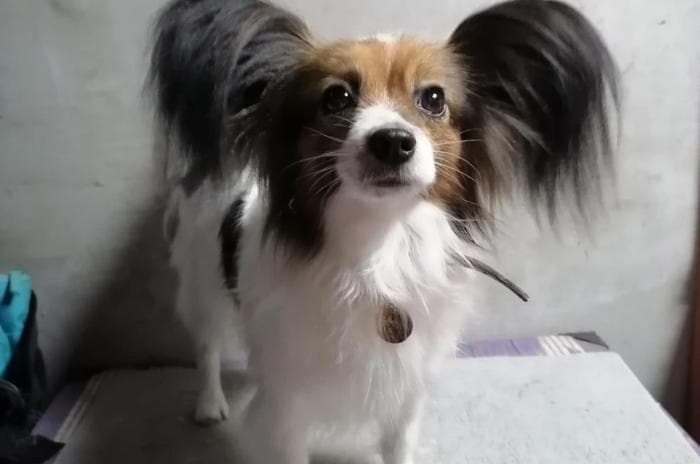 «Как иголку в стоге сена»: волонтеры шестые сутки ищут собаку, сбежавшую из поезда «Новороссийск – Екатеринбург»