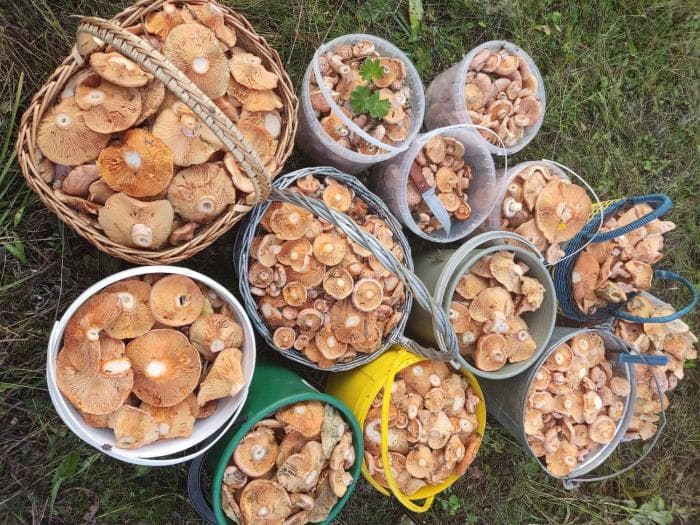 Набрали 13 ведер: какие грибы и где собирают в сентябре любители тихой охоты на Урале