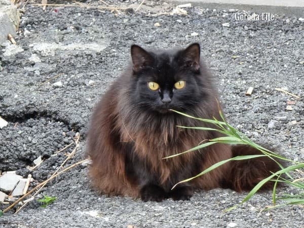 «Хлебом уток не корми, кошек сосисками не угощай»: эксперты рассказали, как не навредить уличным животным