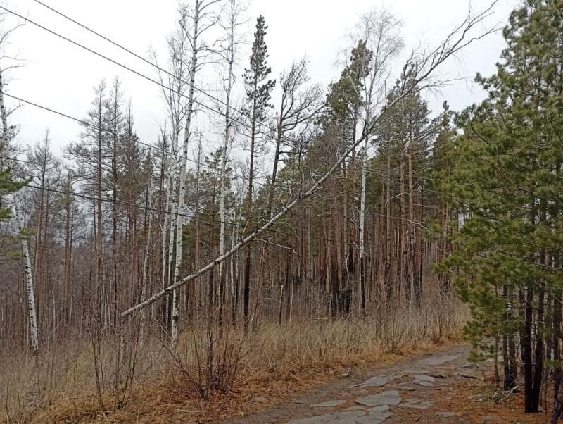 Сгореть заживо на прогулке? Под Екатеринбургом береза рухнула на ЛЭП у туристической тропы