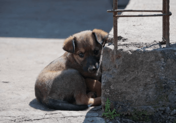 «Не отработали и месяца»: в Каменске-Уральском сменился подрядчик по отлову бездомных животных