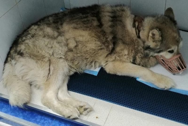 В Екатеринбурге от яда догхантеров погибло 25 собак, ветеринары бьют тревогу