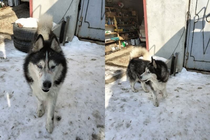 В Свердловской области собака покусала детей и хозяина, животное стало объектом уголовного дела
